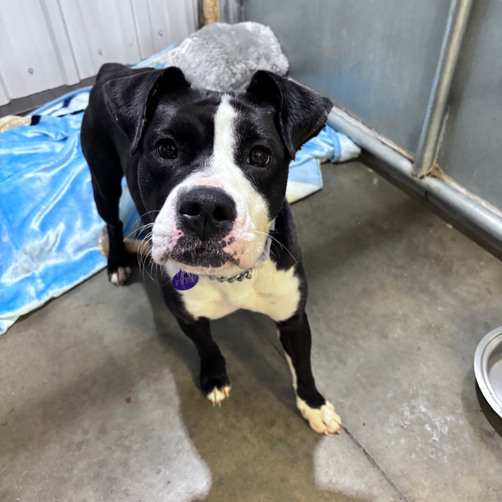 Delilah, an adoptable Mixed Breed in Bismarck, ND, 58507 | Photo Image 2