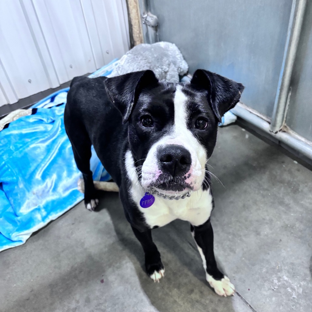 Delilah, an adoptable Mixed Breed in Bismarck, ND, 58507 | Photo Image 3