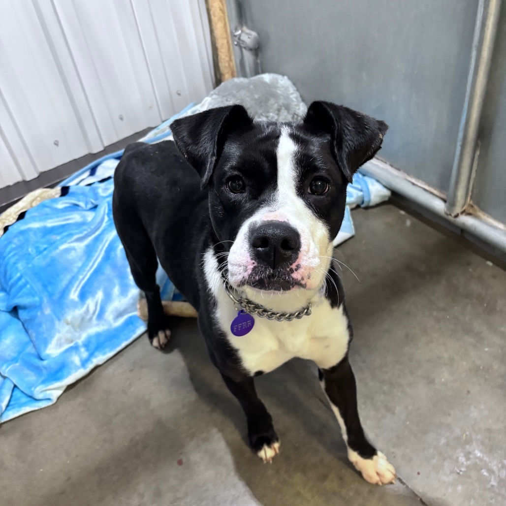 Delilah, an adoptable Mixed Breed in Bismarck, ND, 58507 | Photo Image 4