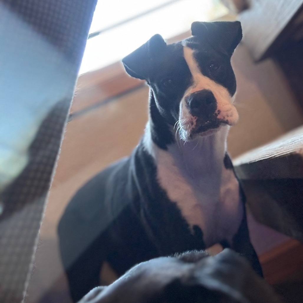 Delilah, an adoptable Mixed Breed in Bismarck, ND, 58507 | Photo Image 5