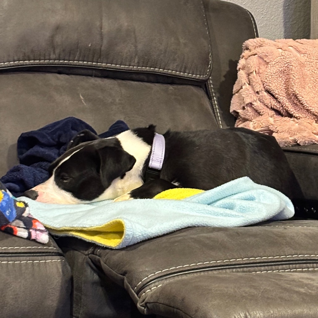 Delilah, an adoptable Mixed Breed in Bismarck, ND, 58507 | Photo Image 6