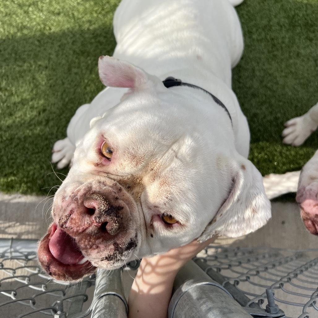 Ruby, an adoptable American Bulldog in Cody, WY, 82414 | Photo Image 1