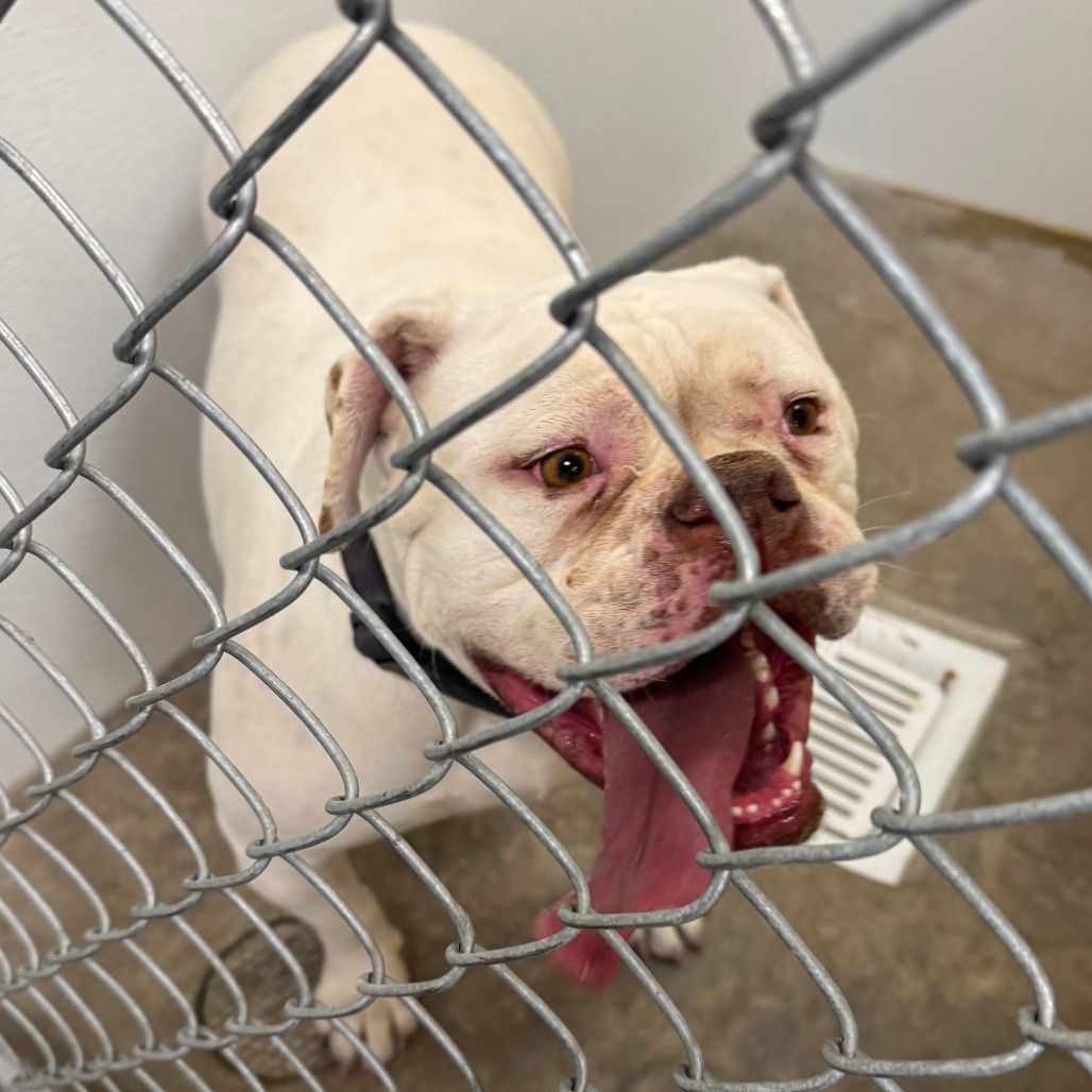 Ruby, an adoptable American Bulldog in Cody, WY, 82414 | Photo Image 1
