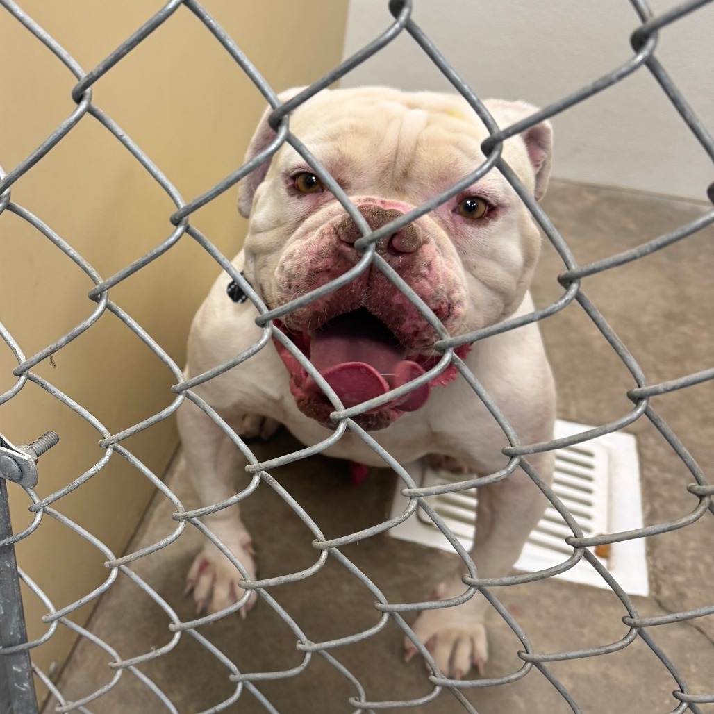 Max, an adoptable American Bulldog in Cody, WY, 82414 | Photo Image 1