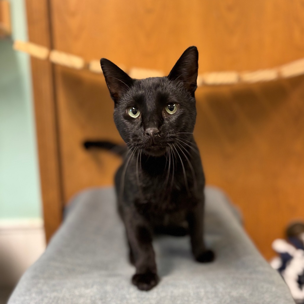 Tedward***ADOPTION PENDING***