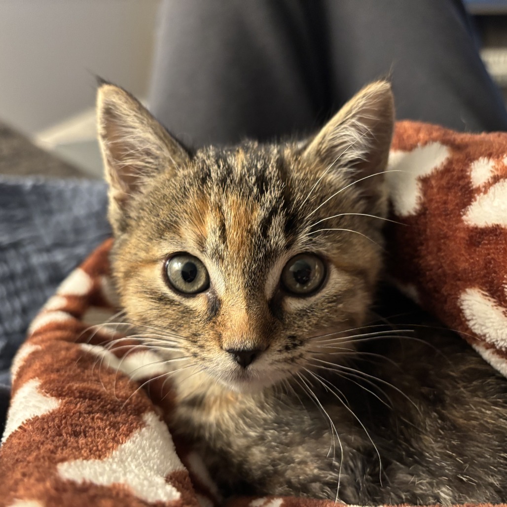 Dawn--In Foster***ADOPTION PENDING***