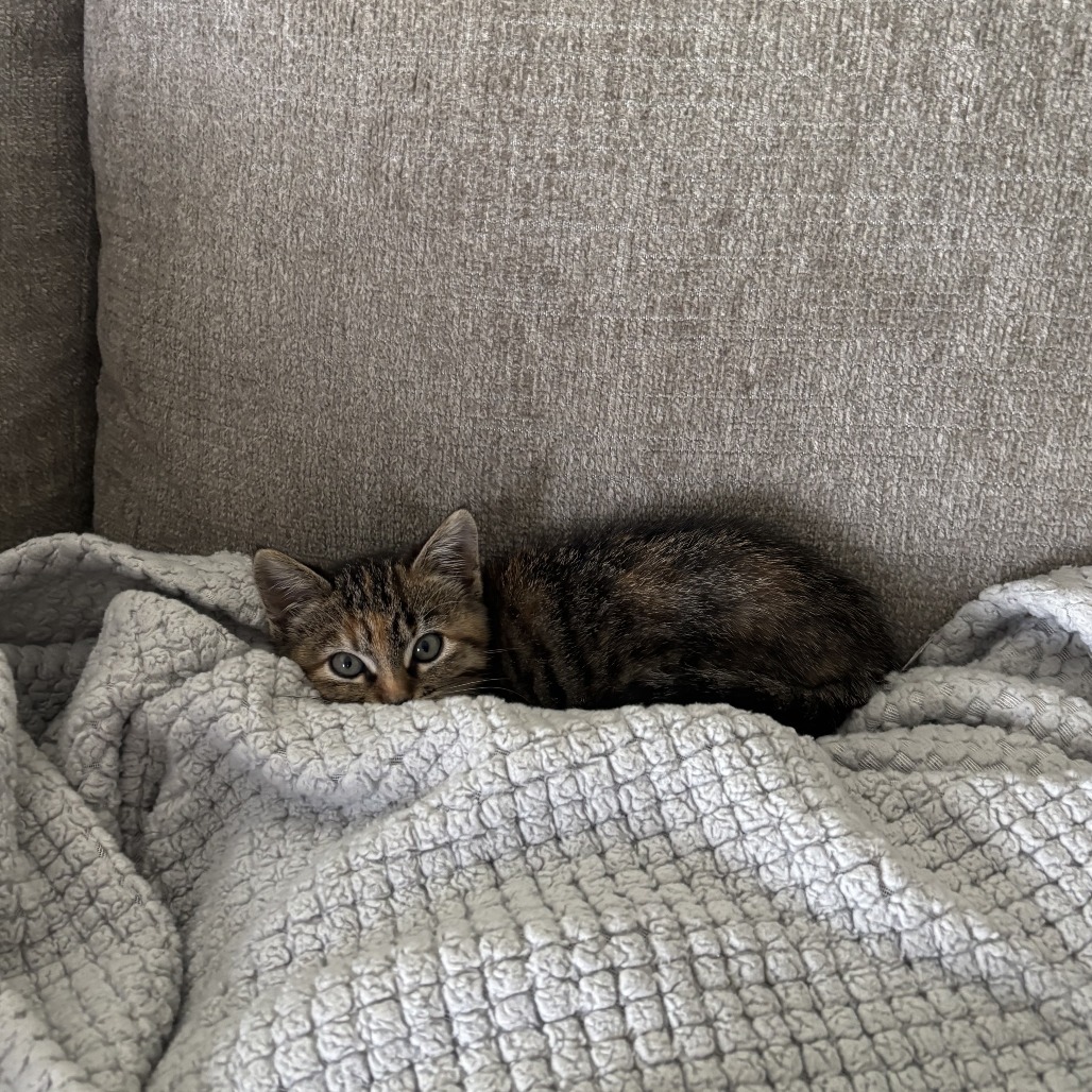 Dawn--In Foster***ADOPTION PENDING***