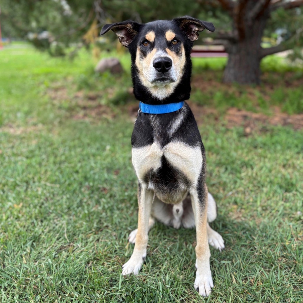 Eugene--In Foster***ADOPTION PENDING***