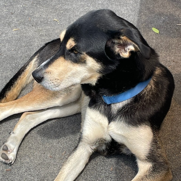 Eugene--In Foster***ADOPTION PENDING***