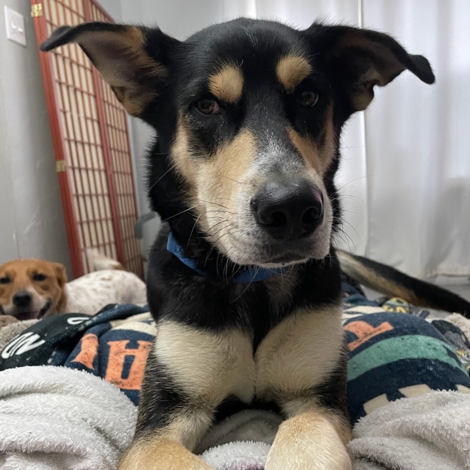 Eugene--In Foster***ADOPTION PENDING***