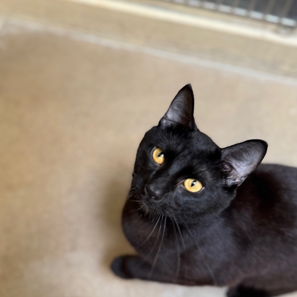 Toothless