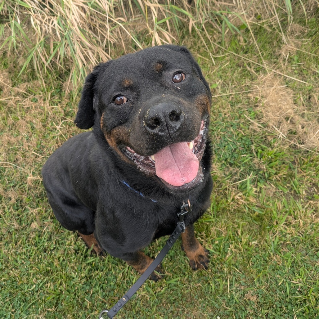 Odin