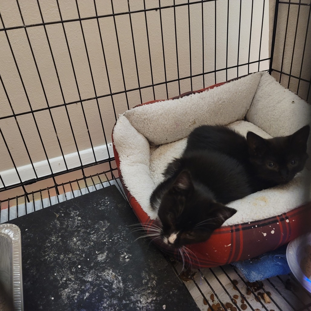 Bunny (Bonded to bugs)