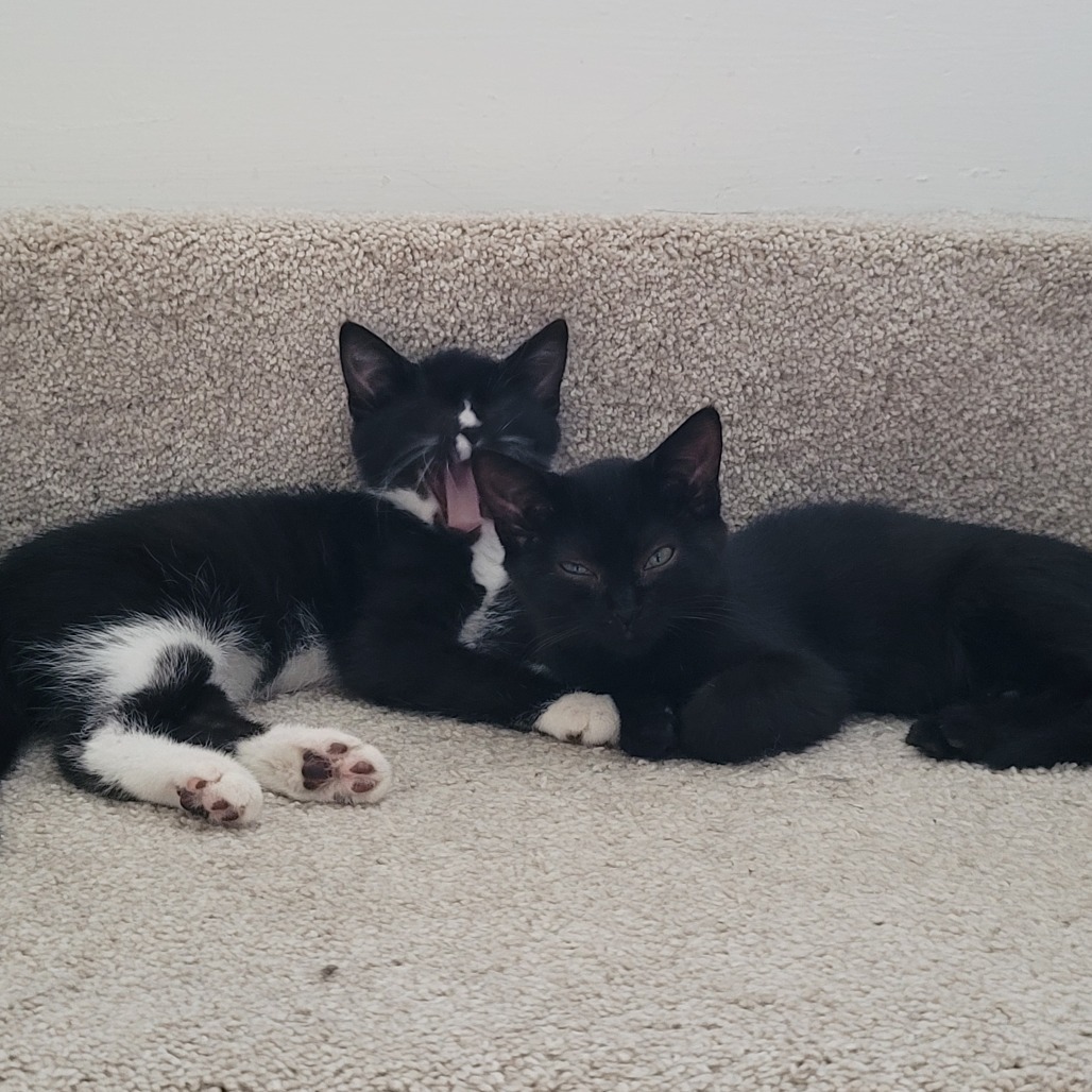 Bunny (Bonded to bugs)