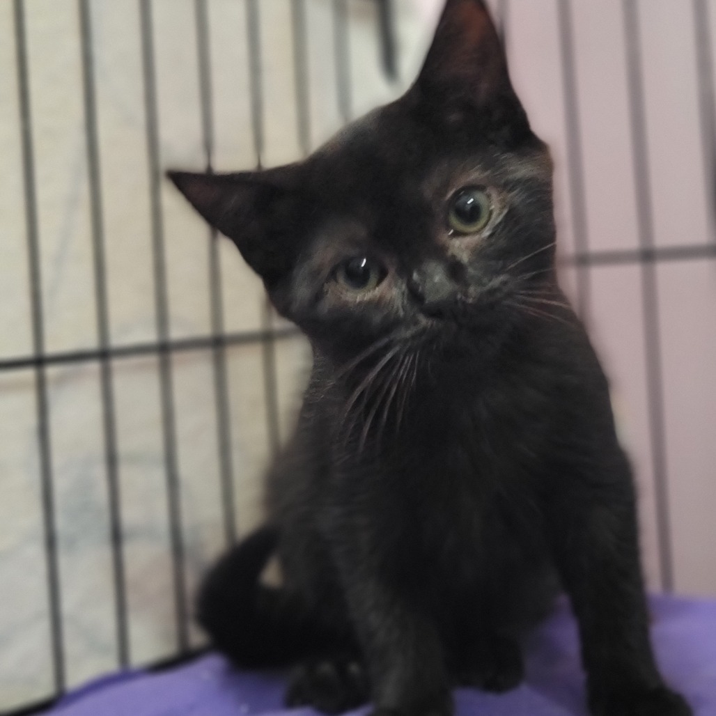 Bunny (Bonded to bugs)