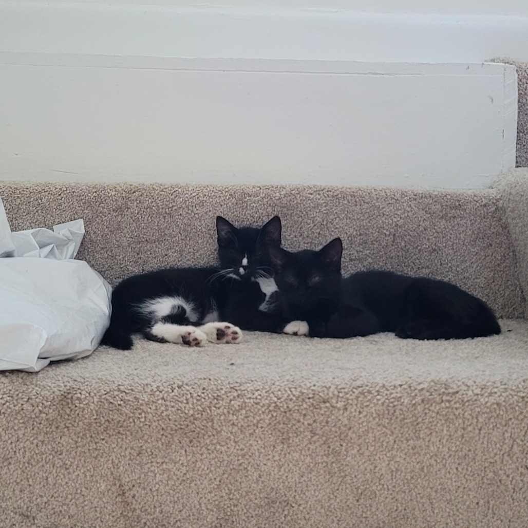 Bugs (Bonded to bunny)