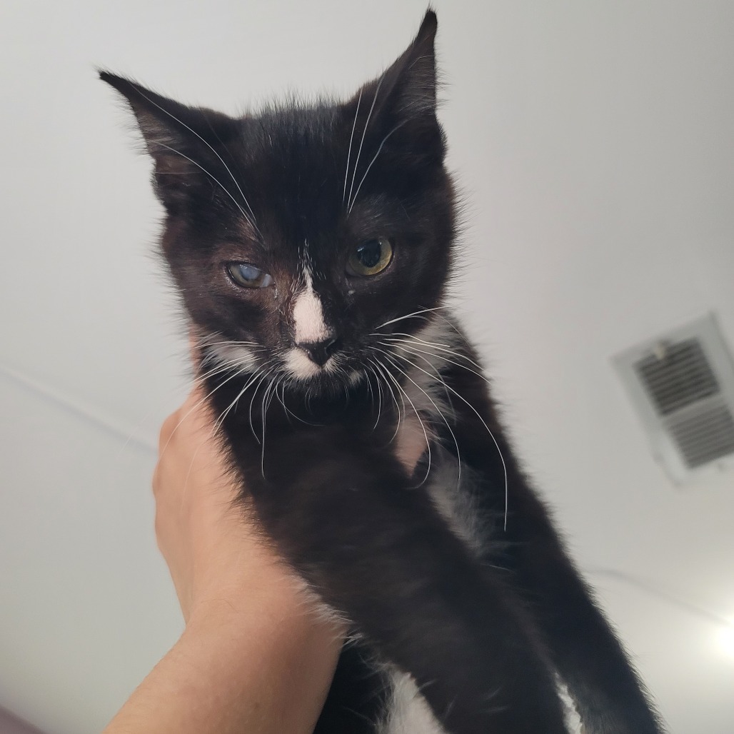 Bugs (Bonded to bunny)