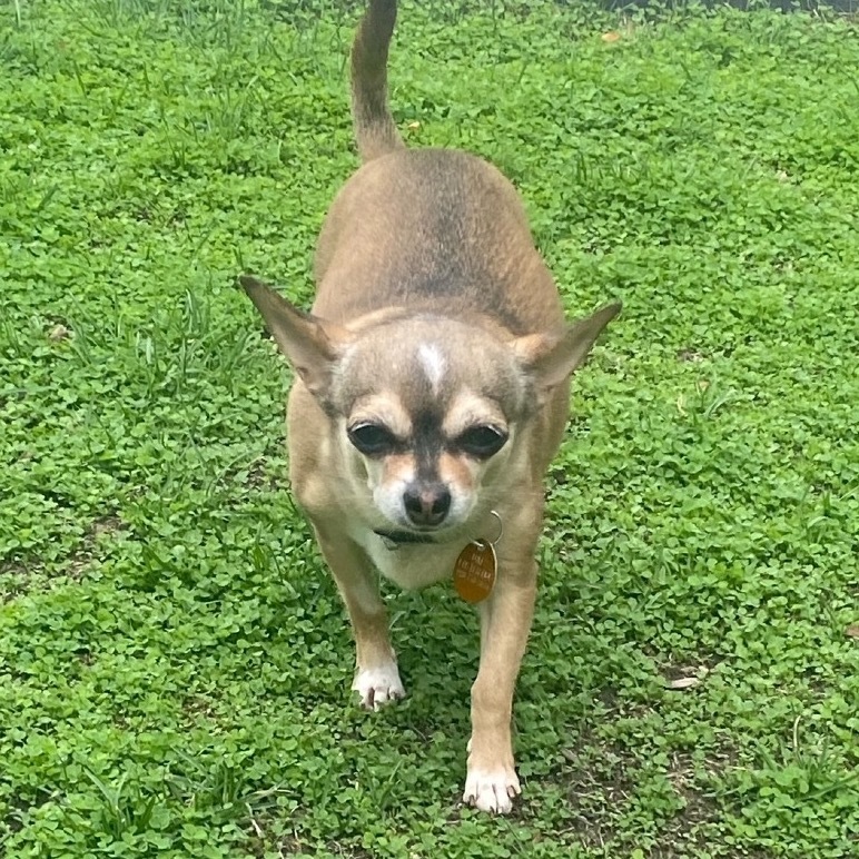 Pip