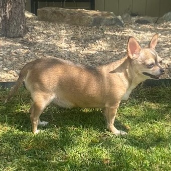 Pip