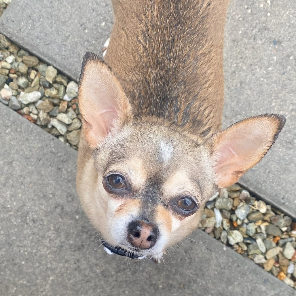 Pip