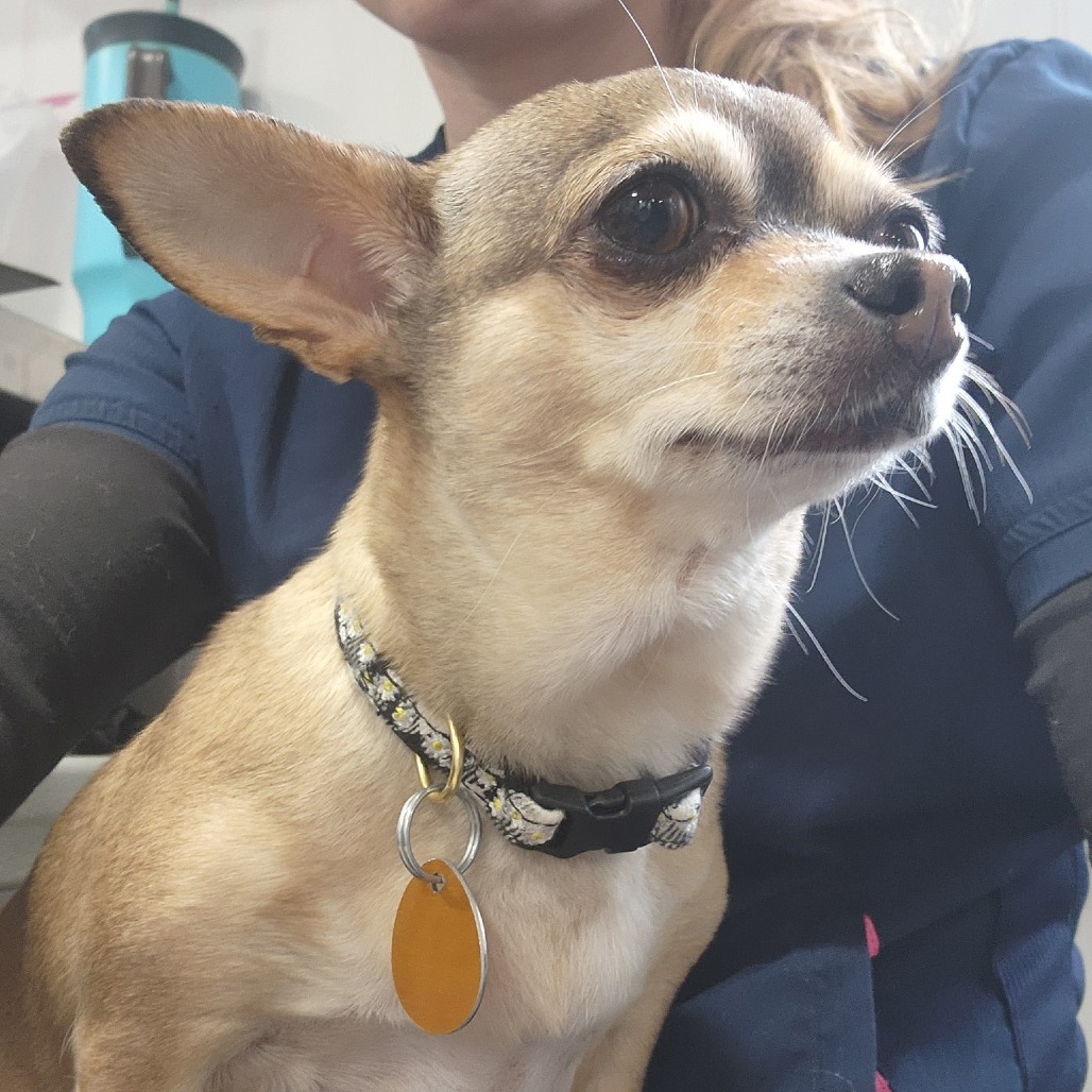 Pip