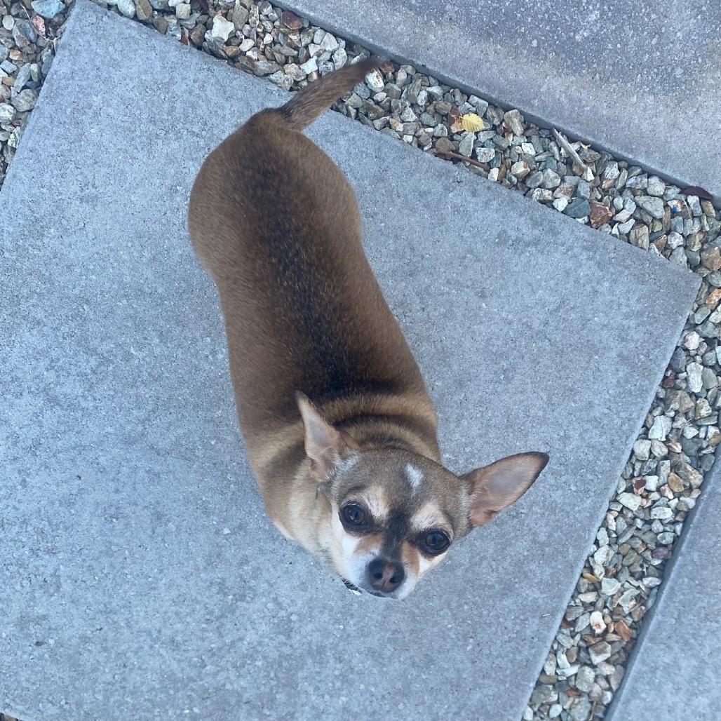 Pip