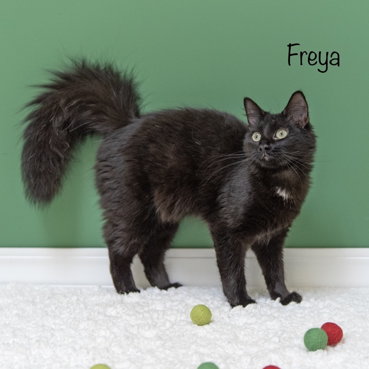 Freya