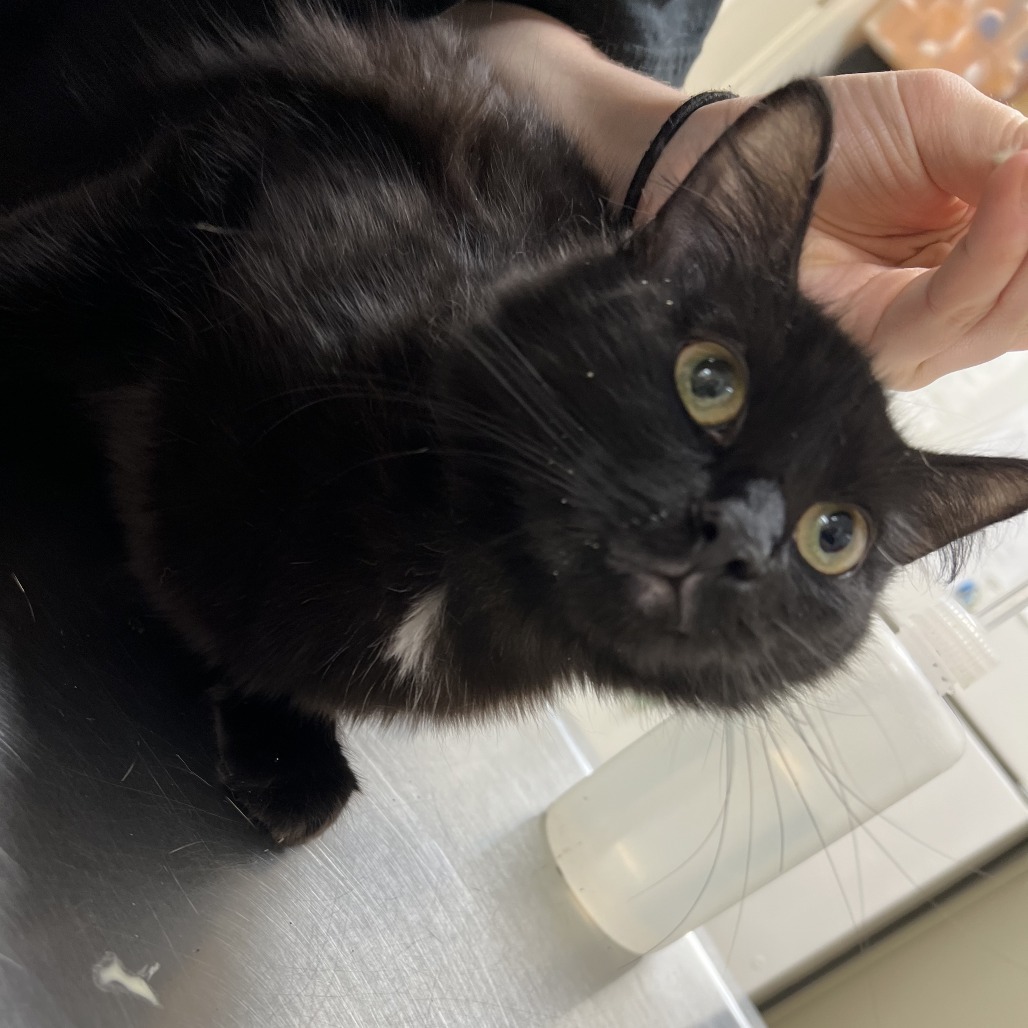 Freya