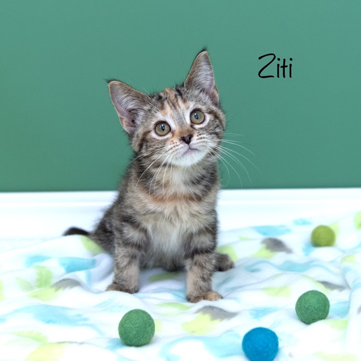 Ziti