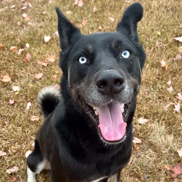 Blue Eye Samurai