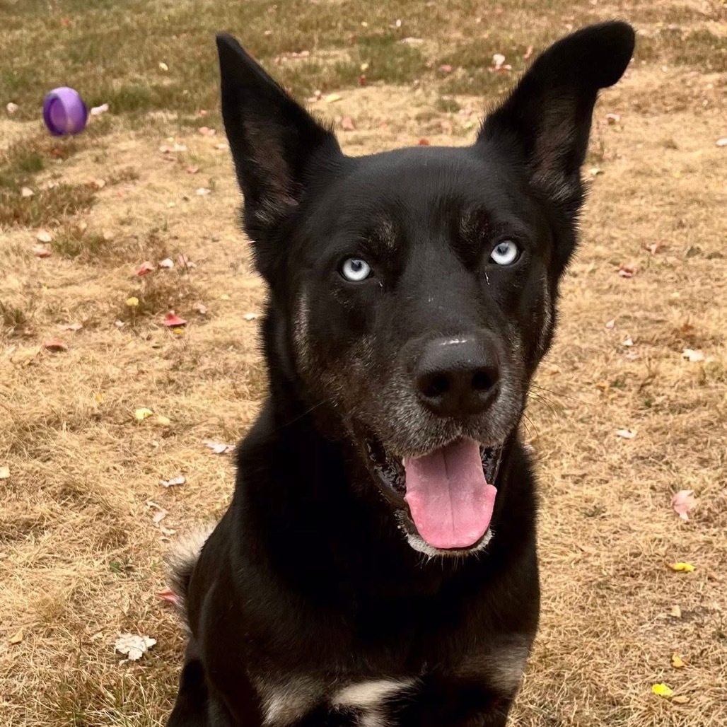 Blue Eye Samurai