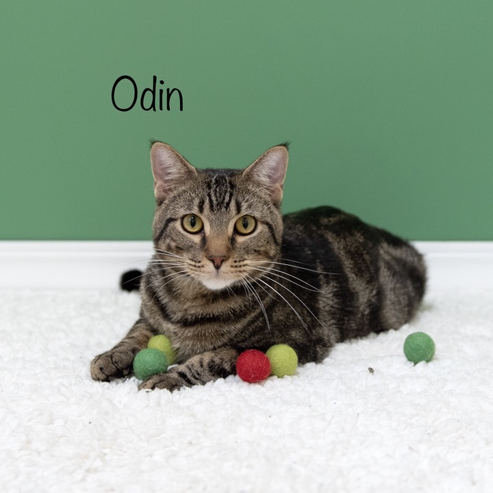 Odin
