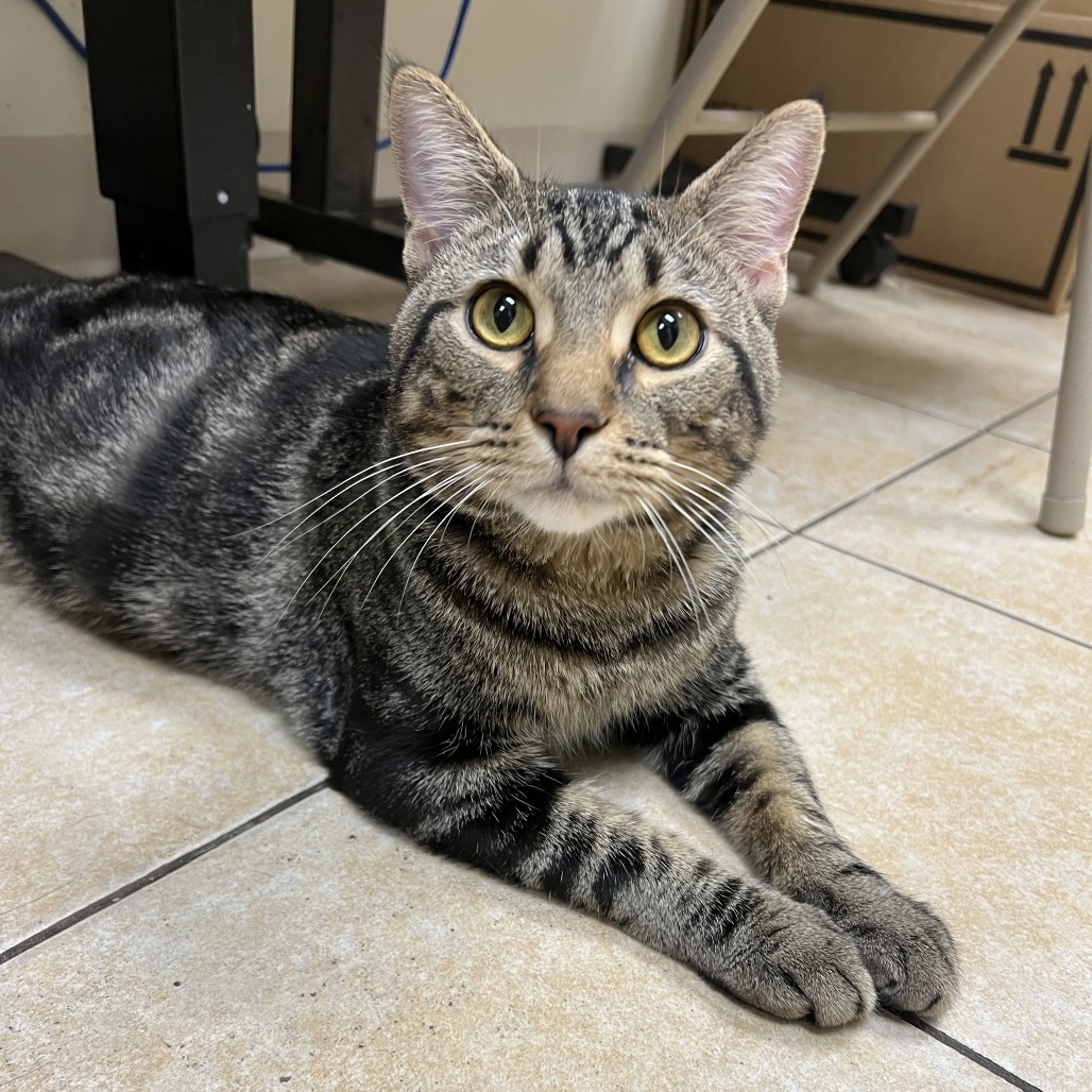 Odin