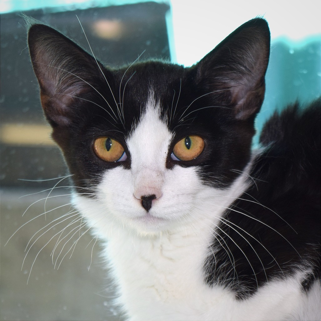 Rosa, an adoptable Domestic Medium Hair in Mount Shasta, CA, 96067 | Photo Image 1