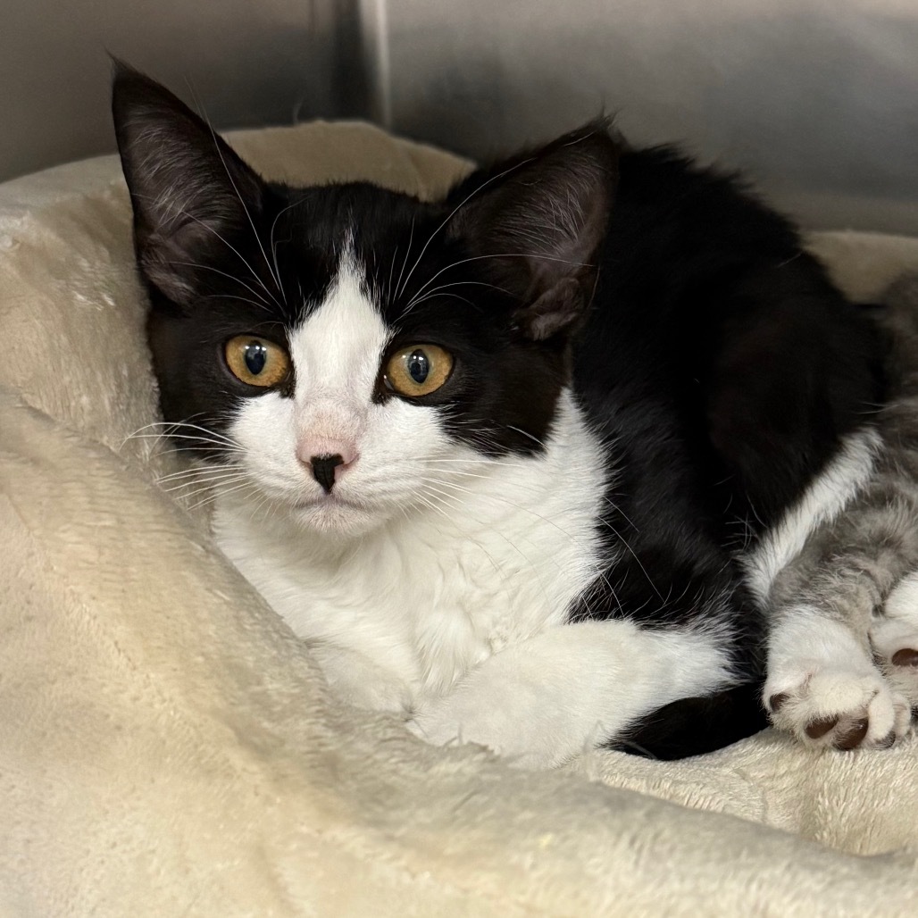 Rosa, an adoptable Domestic Medium Hair in Mount Shasta, CA, 96067 | Photo Image 2