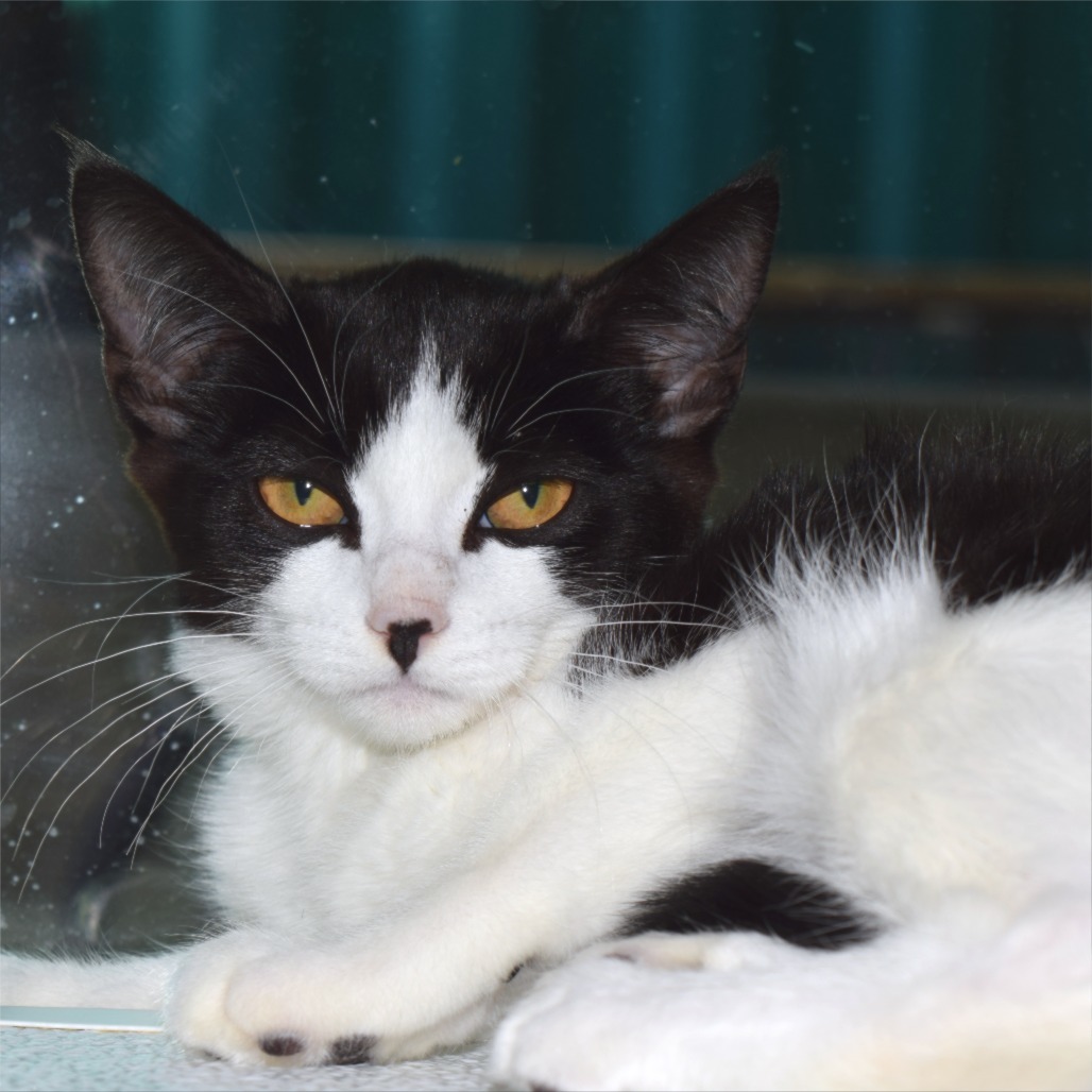 Rosa, an adoptable Domestic Medium Hair in Mount Shasta, CA, 96067 | Photo Image 3