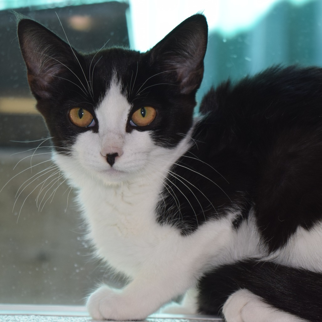 Rosa, an adoptable Domestic Medium Hair in Mount Shasta, CA, 96067 | Photo Image 4