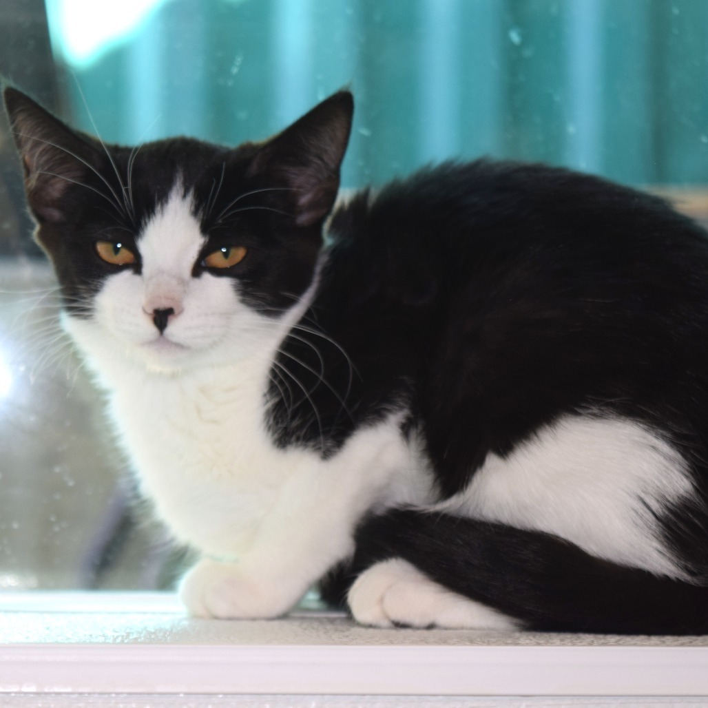 Rosa, an adoptable Domestic Medium Hair in Mount Shasta, CA, 96067 | Photo Image 5