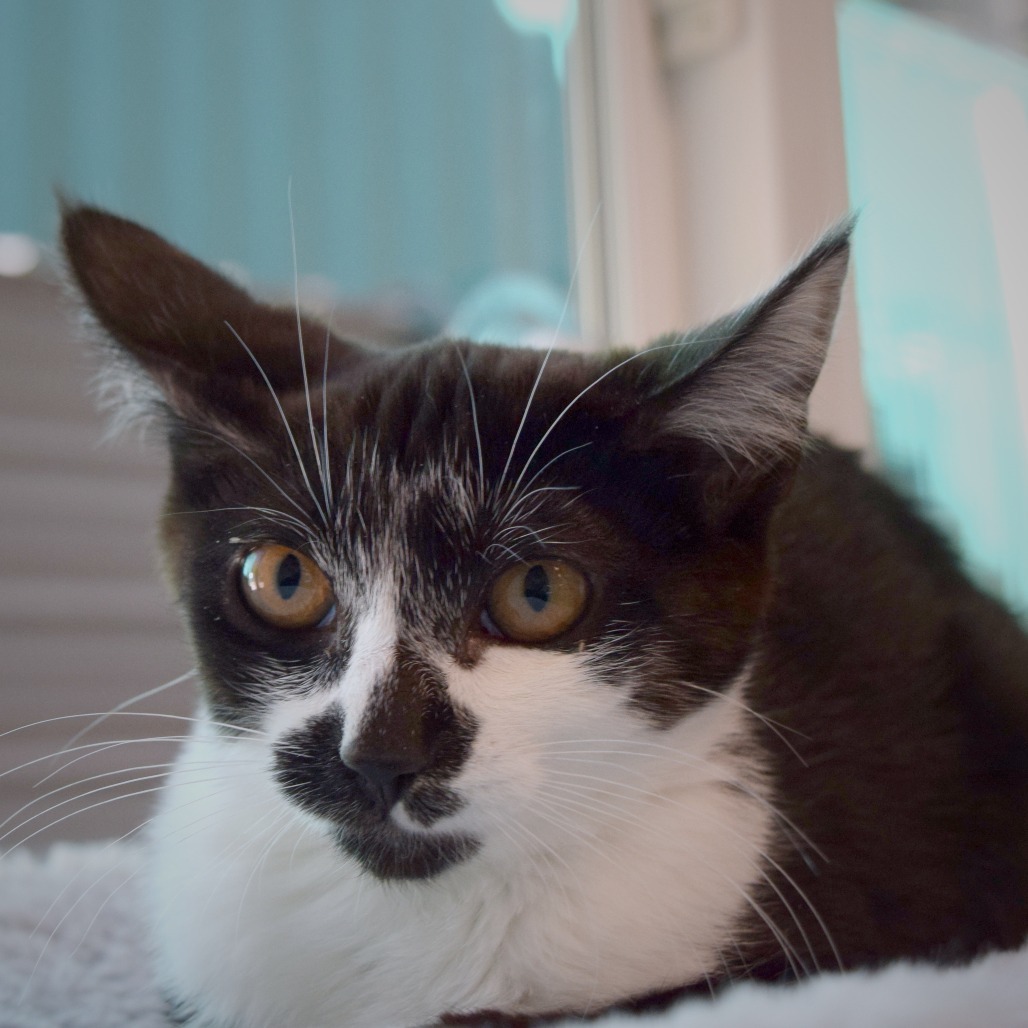 Sylvester, an adoptable Domestic Medium Hair in Mount Shasta, CA, 96067 | Photo Image 1