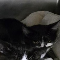 Sylvester, an adoptable Domestic Medium Hair in Mount Shasta, CA, 96067 | Photo Image 2