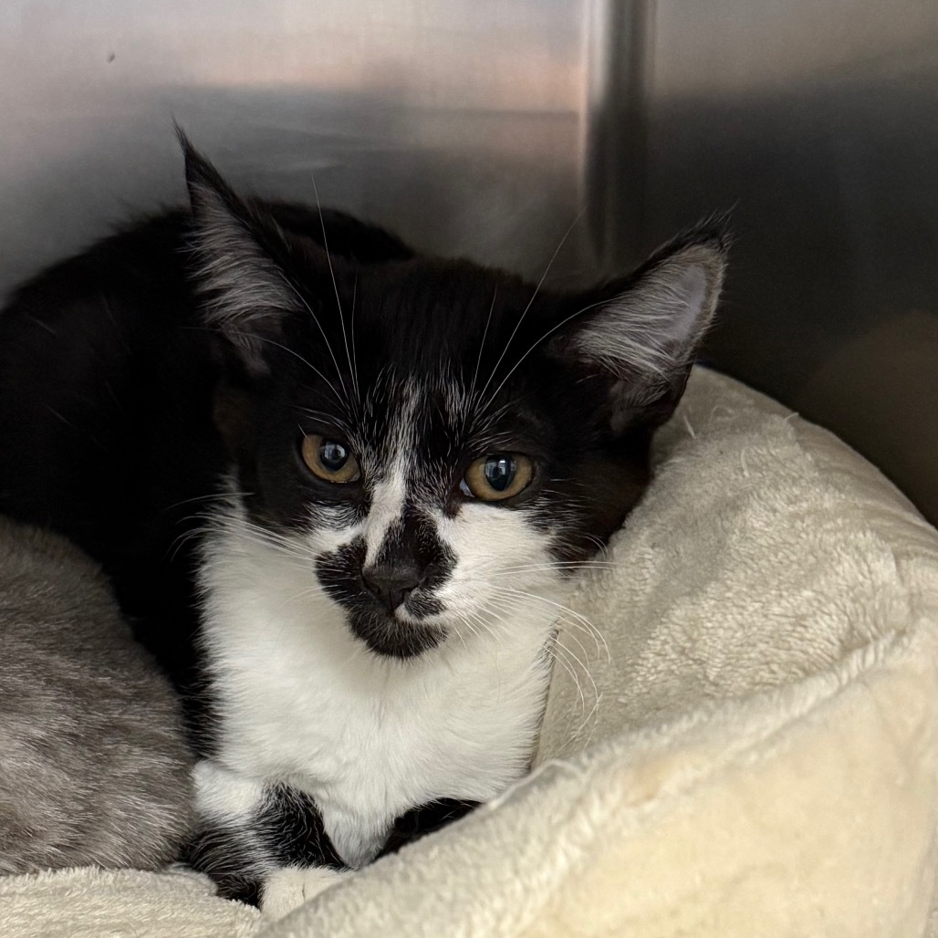 Sylvester, an adoptable Domestic Medium Hair in Mount Shasta, CA, 96067 | Photo Image 3