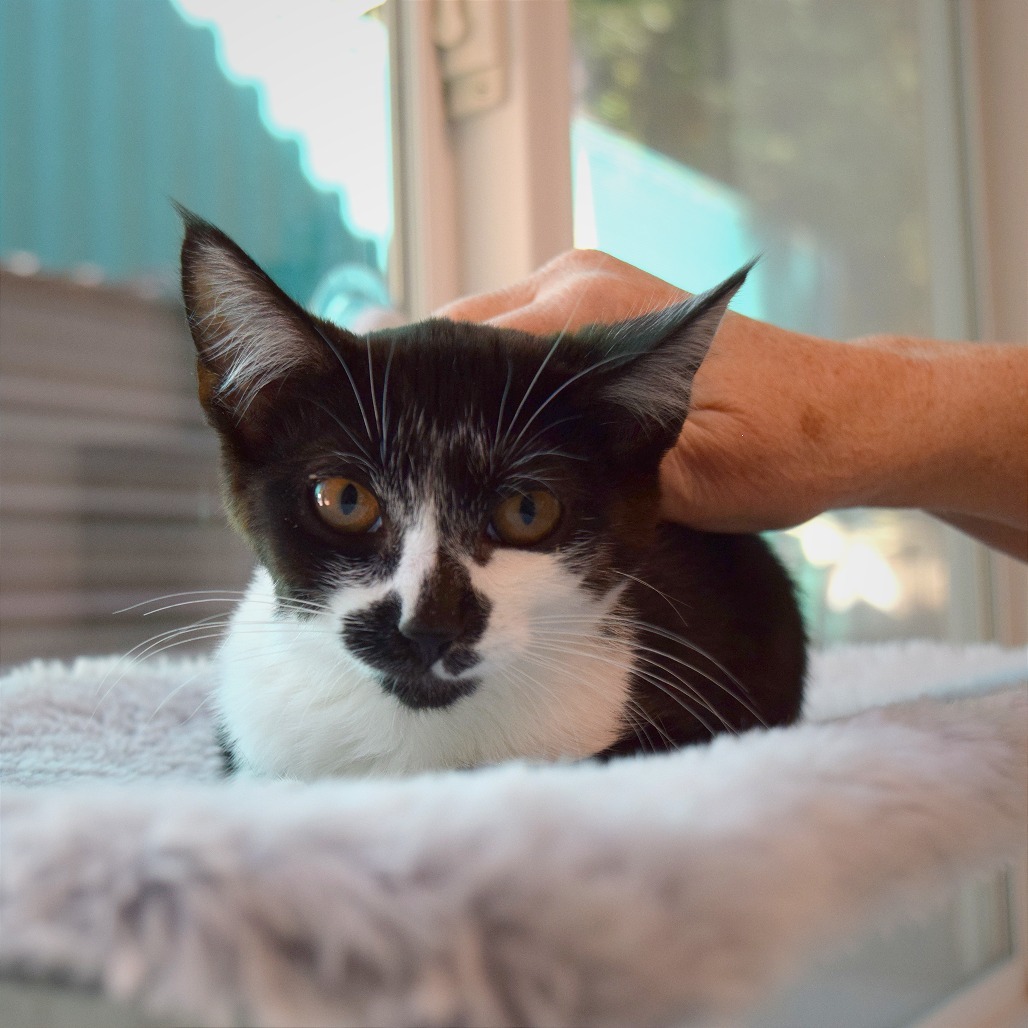 Sylvester, an adoptable Domestic Medium Hair in Mount Shasta, CA, 96067 | Photo Image 4