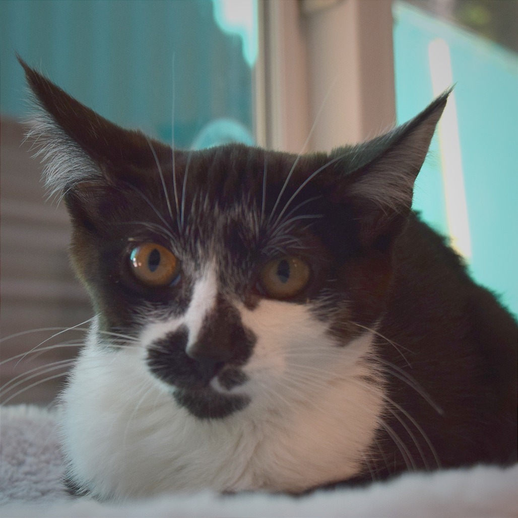 Sylvester, an adoptable Domestic Medium Hair in Mount Shasta, CA, 96067 | Photo Image 5