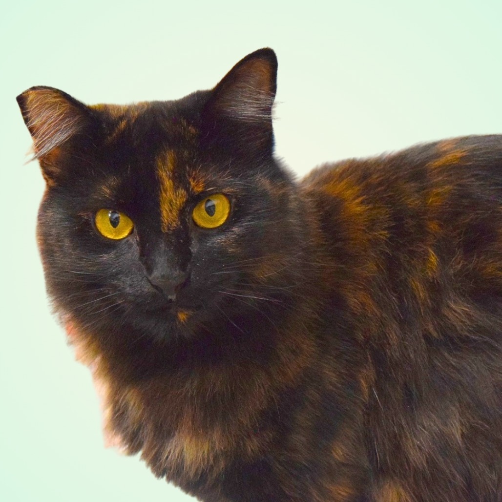 Cheeky, an adoptable Domestic Medium Hair in Mount Shasta, CA, 96067 | Photo Image 1