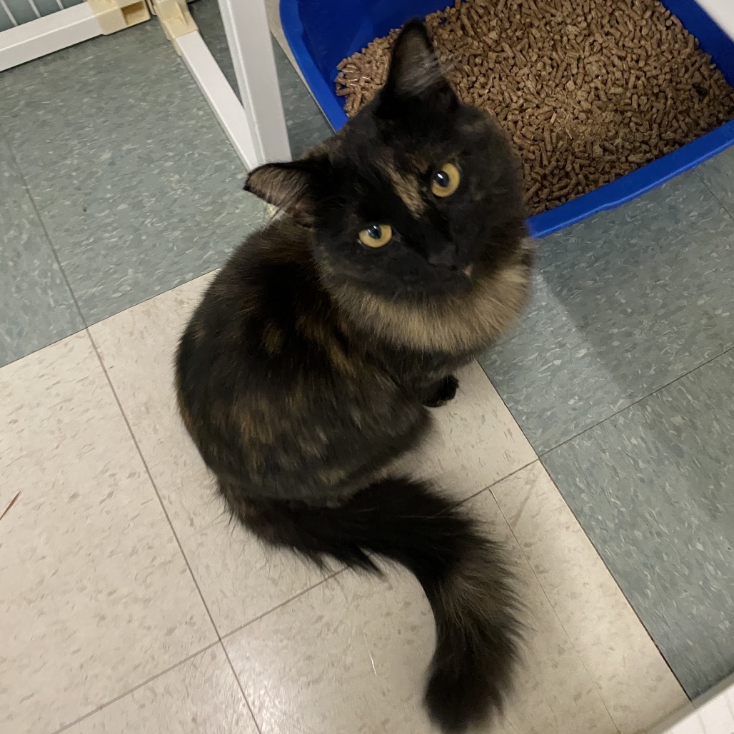 Cheeky, an adoptable Domestic Medium Hair in Mount Shasta, CA, 96067 | Photo Image 2