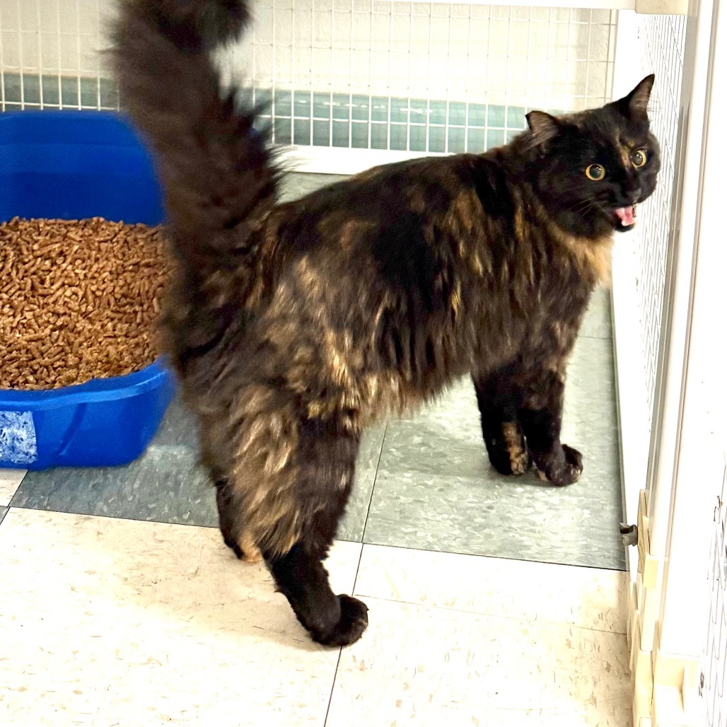 Cheeky, an adoptable Domestic Medium Hair in Mount Shasta, CA, 96067 | Photo Image 3