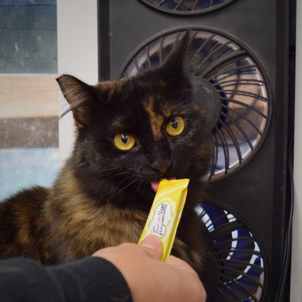 Cheeky, an adoptable Domestic Medium Hair in Mount Shasta, CA, 96067 | Photo Image 4