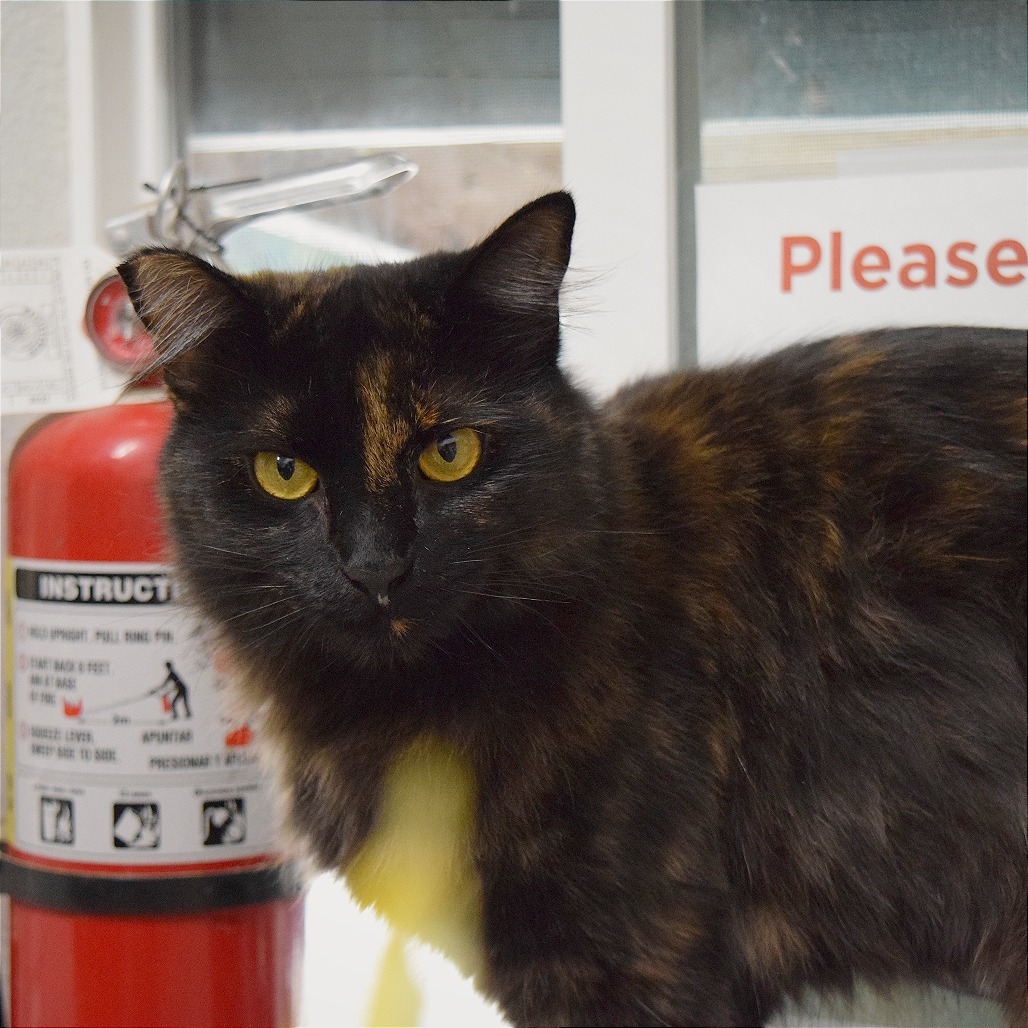 Cheeky, an adoptable Domestic Medium Hair in Mount Shasta, CA, 96067 | Photo Image 5