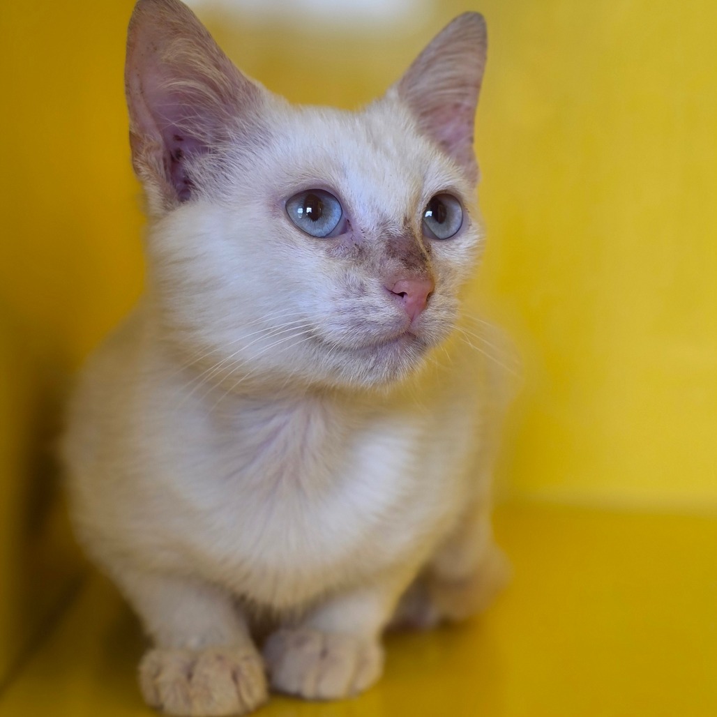 Pinky, an adoptable Siamese in Abilene, TX, 79602 | Photo Image 1