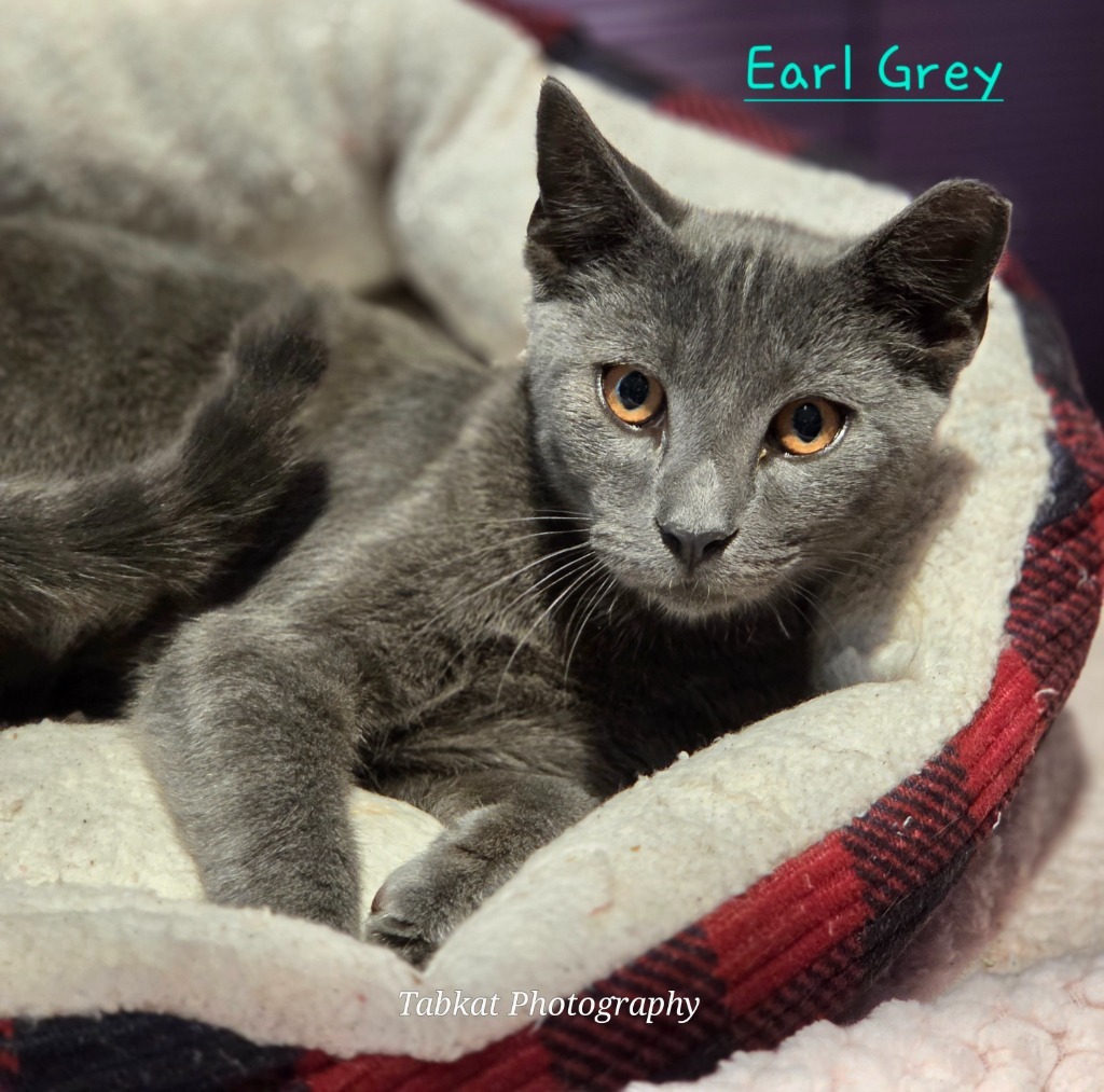 Earl Grey